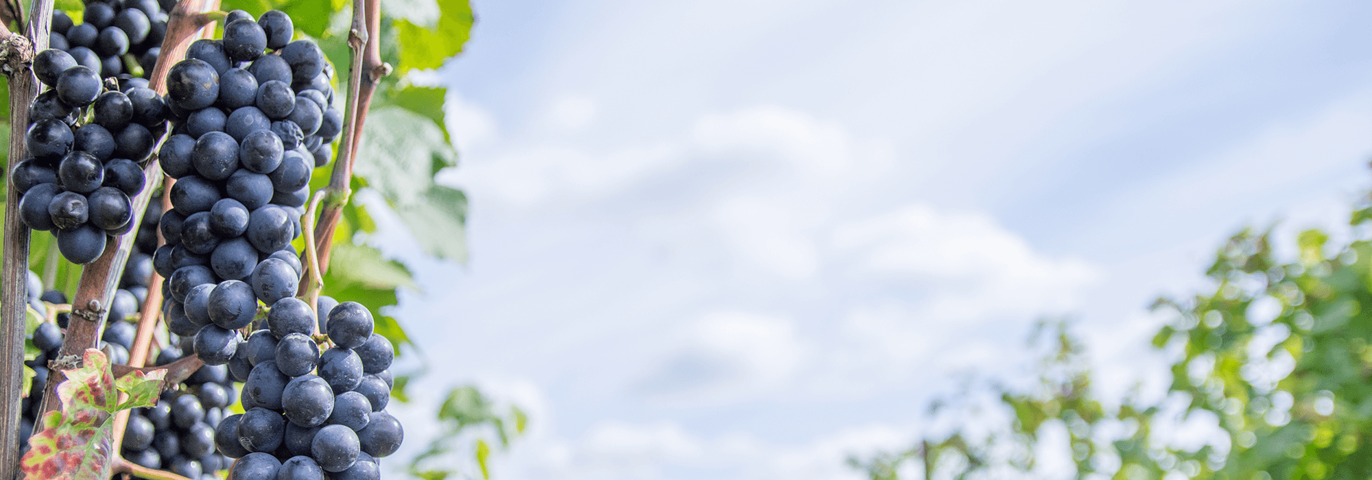 もっと自由に、もっと手軽に。ワインの可能性を私たちと。