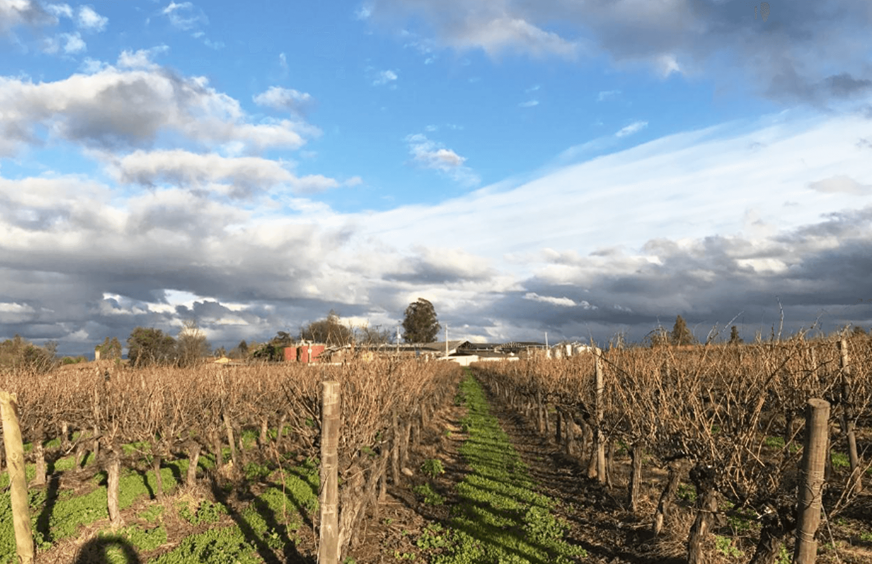 Correa Albano ワイナリー